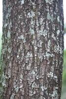 Rustic rainforest tree bark texture photo