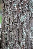 Rustic rainforest tree bark texture photo