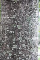 Rustic rainforest tree bark texture photo