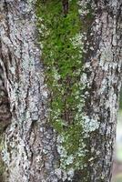 Rustic rainforest tree bark texture photo