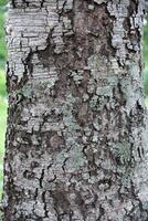 Rustic rainforest tree bark texture photo