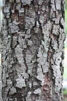 Rustic rainforest tree bark texture photo