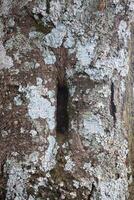 Rustic rainforest tree bark texture photo