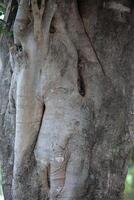 Rustic rainforest tree bark texture photo