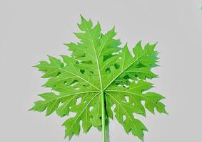 Papaya leaf isolated on white background photo