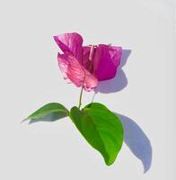 bougainvillea flower isolated white background photo