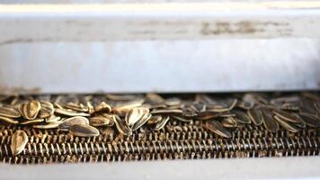 top view of processing sunflower seeds in a machine video
