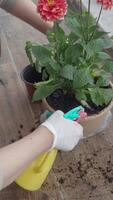 Caring for Potted Flowers The Importance of Proper Watering Techniques video
