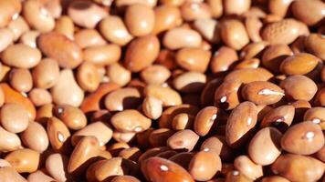 slow motion of falling soy beans video