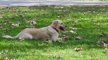 uma relaxante e calma dourado retriever desfrutando Tempo dentro uma lindo verde parque video