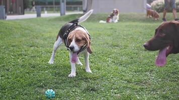 A Playful Beagle Enjoying Itself at the Dog Park While Playing with a Blue Ball video