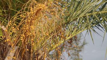 Golden Date Palm Fruits Are Hanging Down in Abundance, Creating a Stunning Visual Appeal video