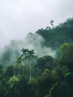 Exotic Tropical Jungle Rainforest trees fog and mist in the nature photo