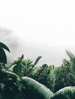 Tropical Jungle Rainforest trees fog and mist in the nature photo