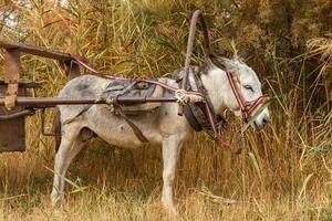 white donkey with a cart in the field photo
