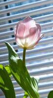 Spring tulip flowers. photo
