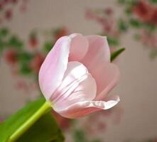 Spring tulip flowers. photo