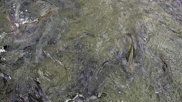 The Textured Surface of a Natural Water Formation is both visually striking and detailed. Stock Clip video