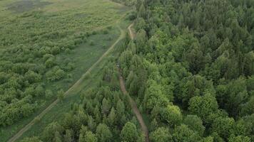 Aerial view of a vibrant forest with winding pathways inviting exploration in natures calm. Clip video