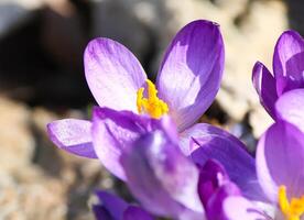 Spring beautiful crocus flowers blooming in a park in sunlight. photo