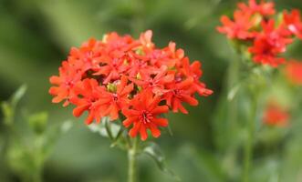 Red Lychnis chalcedonica plants in a flowering season in the garden. photo