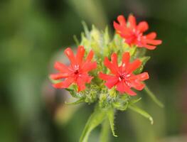 Red Lychnis chalcedonica plants in a flowering season in the garden. photo