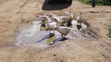 Geese Are Enjoying a Slightly Deep Puddle on a Beautiful Sunny Day in Natures Embrace. Stock Clip video