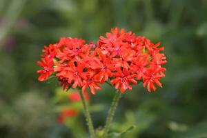 Red Lychnis chalcedonica plants in a flowering season in the garden. photo