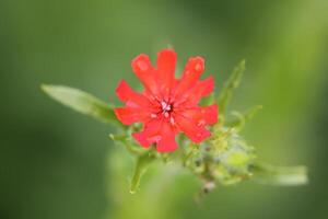 Red Lychnis chalcedonica plants in a flowering season in the garden. photo