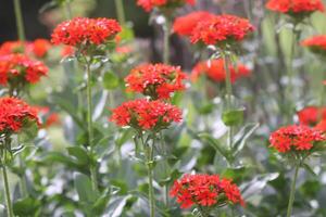 Red Lychnis chalcedonica plants in a flowering season in the garden. photo