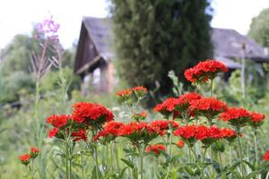 Red Lychnis chalcedonica plants in a flowering season in the garden. photo