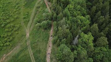 An Aerial View, capturing the Beauty of a Lush Green Forest and its Serene Pathway. Clip video