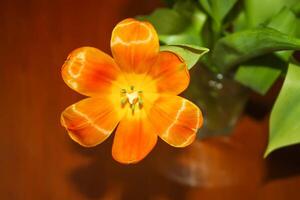 Spring tulip flowers. photo