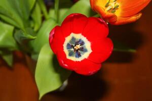 Spring tulip flowers. photo
