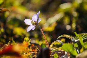 Blue hepatica spring flower in a spring forest. photo