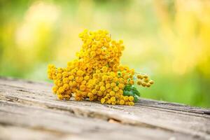Yellow flowers of common tans. Tanacetum vulgare plants photo