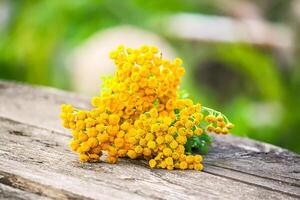 Yellow flowers of common tans. Tanacetum vulgare plants photo
