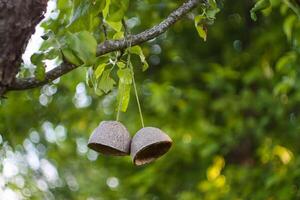 Coconut fruit shell hanging on a tree branch. Simple authentical decor in spring garden. photo