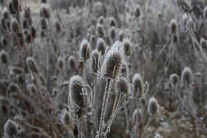 Teasel. Dipsacus Fullonum photo