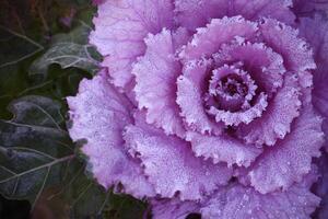 Purple ornamental decorative flowering cabbage photo