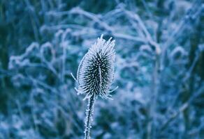 Teasel. Dipsacus Fullonum photo