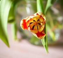 Spring tulip flowers. photo