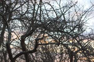 Branches and twigs of the old apple tree photo