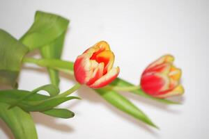 Spring tulip flowers. photo