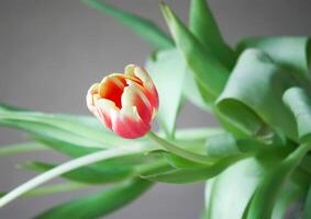 Spring tulip flowers. photo