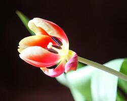 Spring tulip flowers. photo