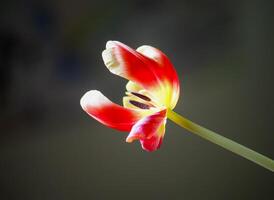 Spring tulip flowers. photo