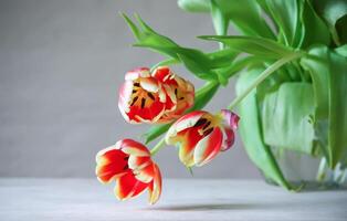 Spring tulip flowers. photo