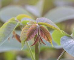 Green leaves of the wallnut tree in summer park. photo