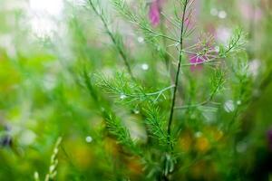 Wet green asparagus branches in water drops after the rain. photo